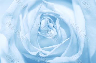 Blue rose