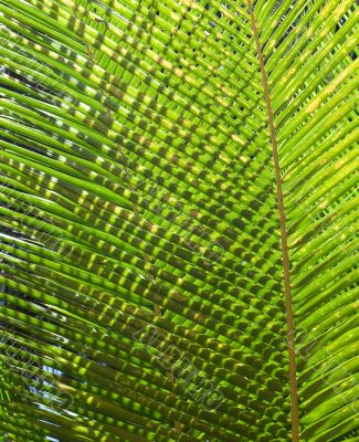 Palm Leaves