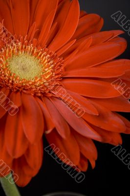red gerbera