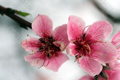 Cherry Blossoms