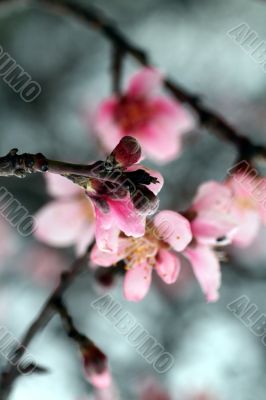 Cherry Blossoms