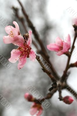 Cherry Blossoms
