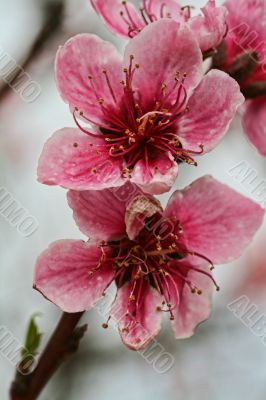 Cherry Blossoms