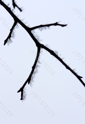 Ice crystals on a branch