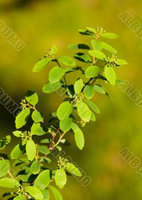 Green color