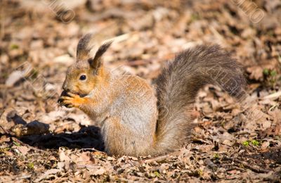 squirrel with a nut