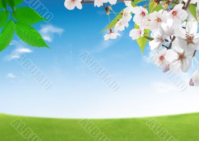 Blooming fresh trees