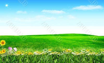 Spring flowers under blue sky