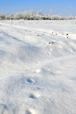 winter landscape