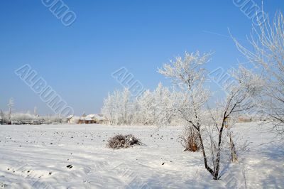 winter landscape