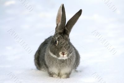 gray rabbit