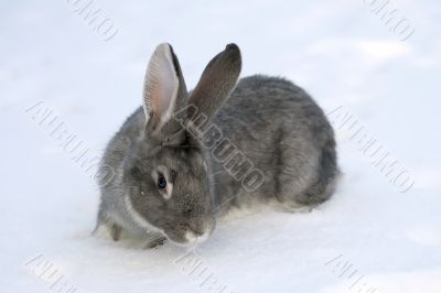 gray rabbit