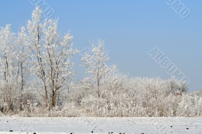 winter landscape
