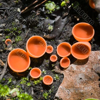 Red lichen