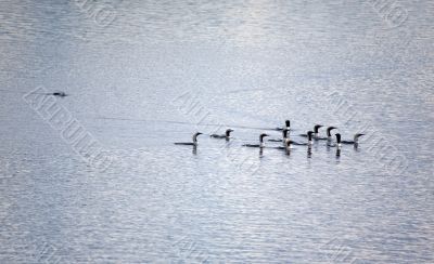 loons