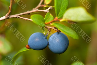 bush of blueberries