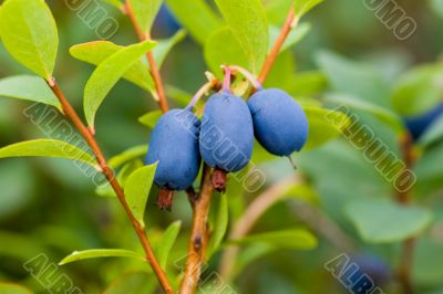 blueberries