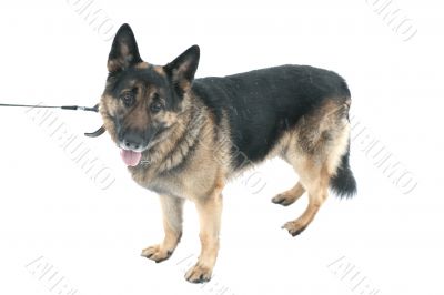 dog on white closeup