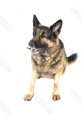 dog on white closeup
