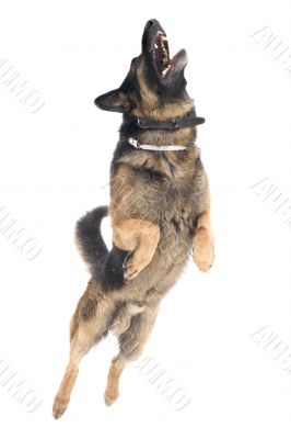 jump dog on white background