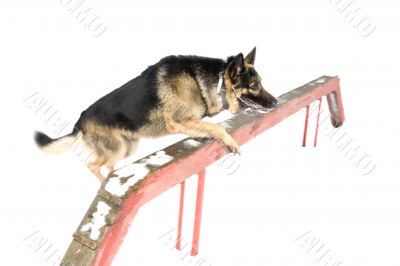 jump dog on white
