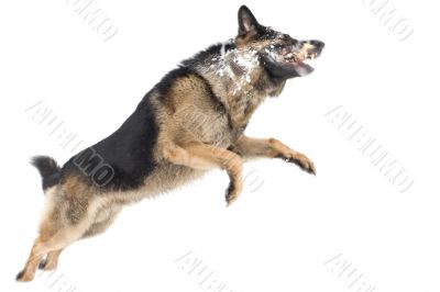 jump dog