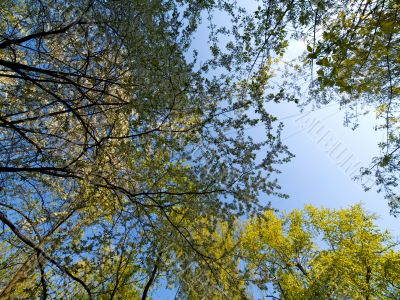 Interweaving branches on a sky background.