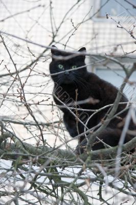 Cat on branch