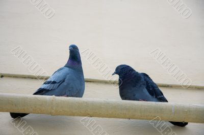 Two doves