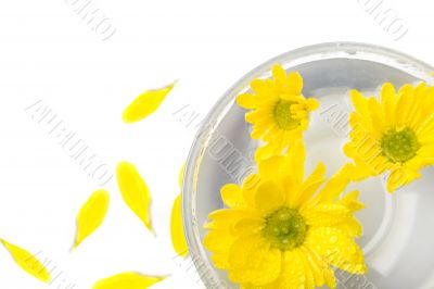 yellow flowers