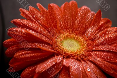 red gerbera