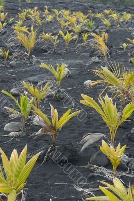 Coconut Plants