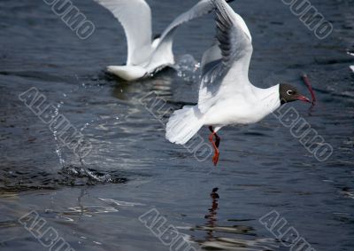 Launch of a seagull