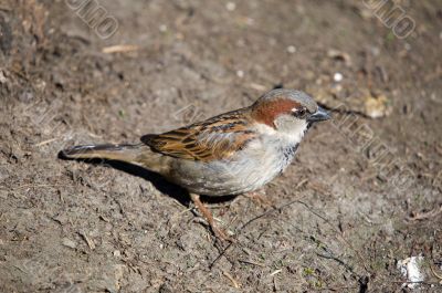 sparrow