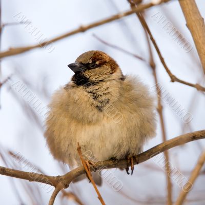 furry sparrow