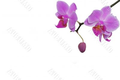 rose orchids on the white background