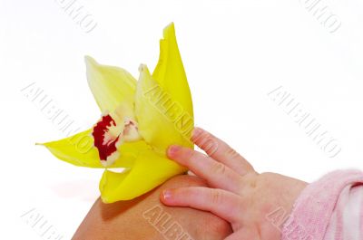 Mother`s and baby`s hand with flower