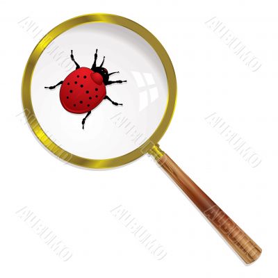 magnify ladybird