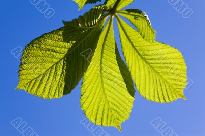 Green leaves