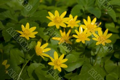 Caltha palustris