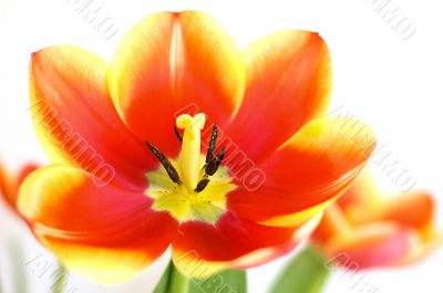 Red tulip