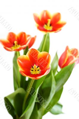 Bouquet of red tulips