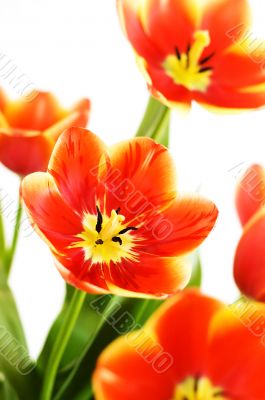 Bouquet of red tulips