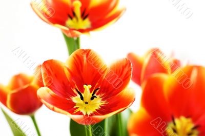 Red opened tulips