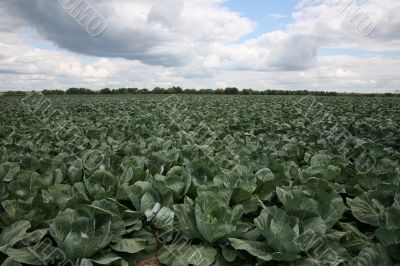 Cabbage field