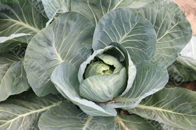 Head of cabbage