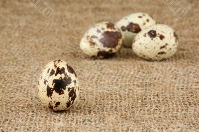 Eggs of a quail