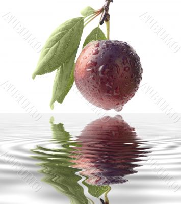 Fruits ripe violet sweet plums
