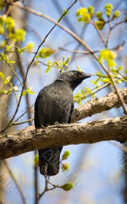 Jackdaw on spring tree