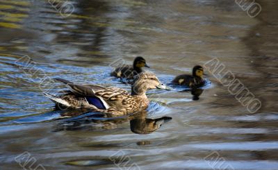 duck family